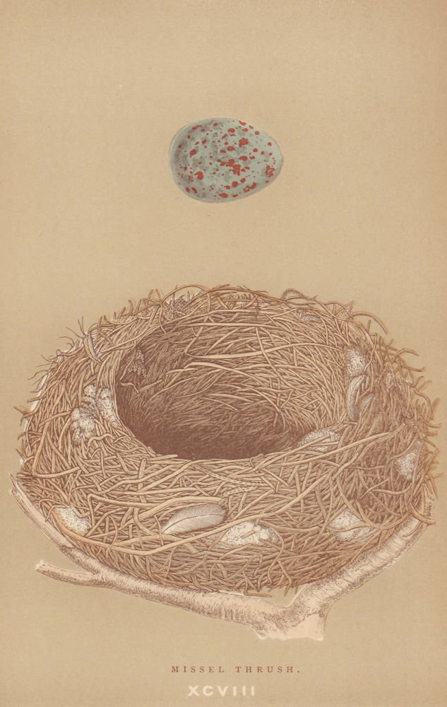 BRITISH BIRD EGGS & NESTS. Missel Thrush. MORRIS 1896 old antique print
