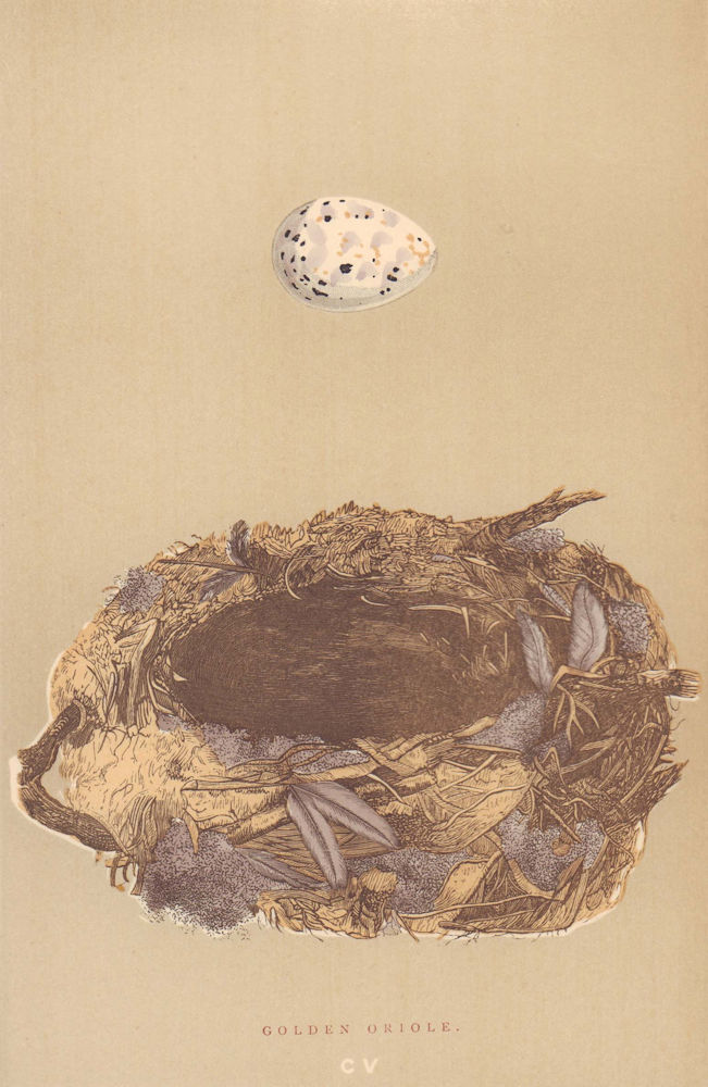 BRITISH BIRD EGGS & NESTS. Golden Oriole. MORRIS 1896 antique print