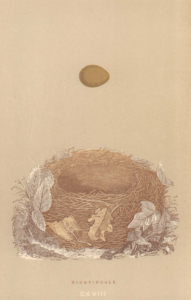 BRITISH BIRD EGGS & NESTS. Nightingale. MORRIS 1896 old antique print picture