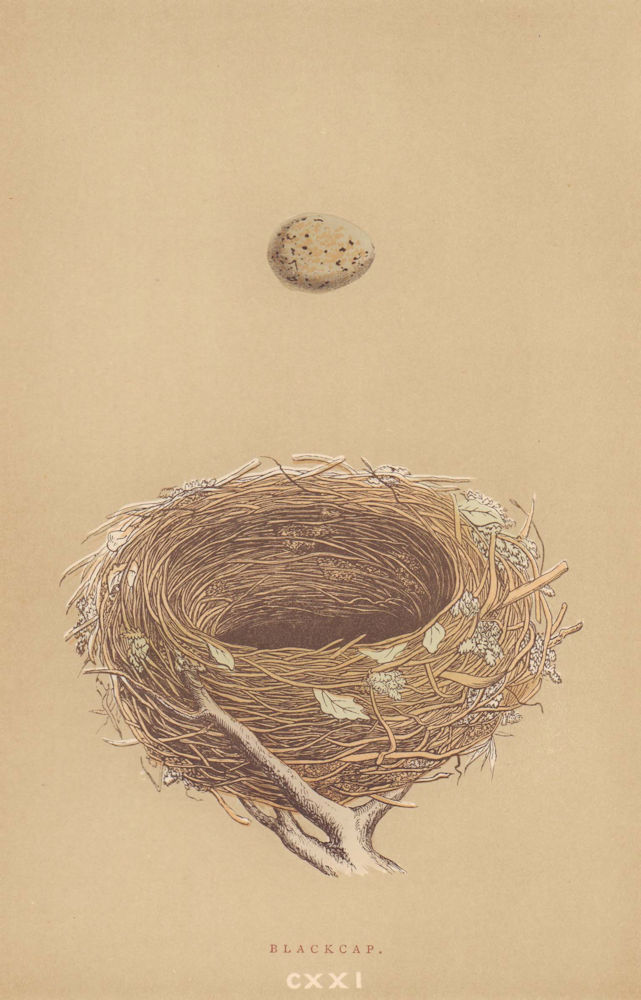 BRITISH BIRD EGGS & NESTS. Blackcap. MORRIS 1896 old antique print picture