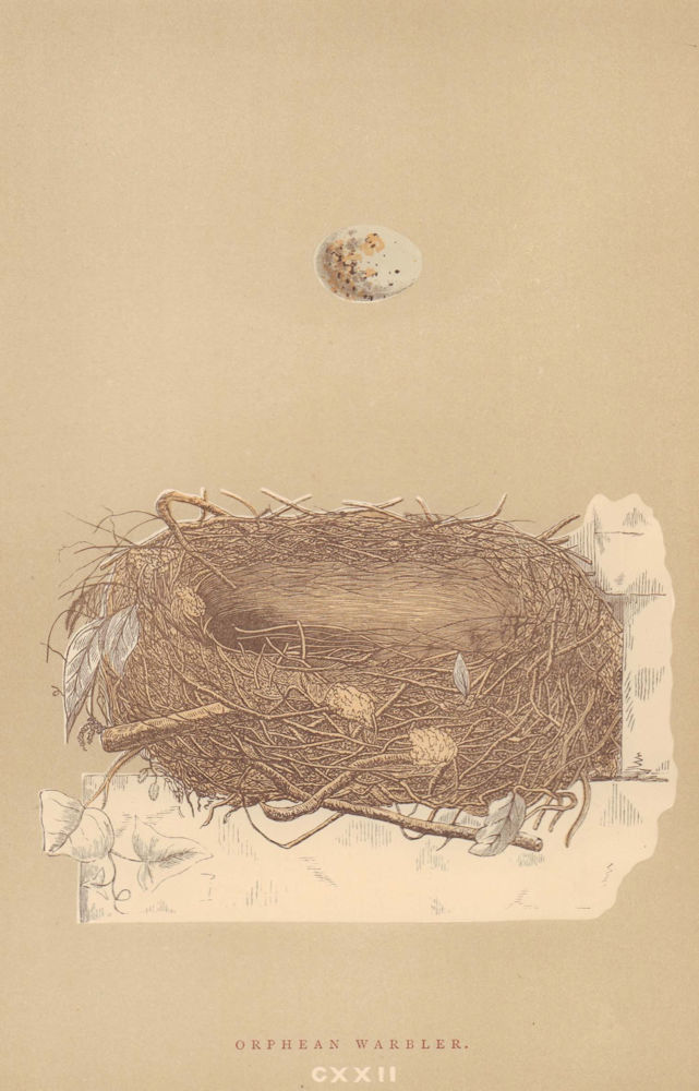BRITISH BIRD EGGS & NESTS. Orphean Warbler. MORRIS 1896 old antique print