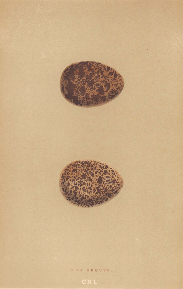 BRITISH BIRD EGGS. Red Grouse. MORRIS 1896 old antique vintage print picture