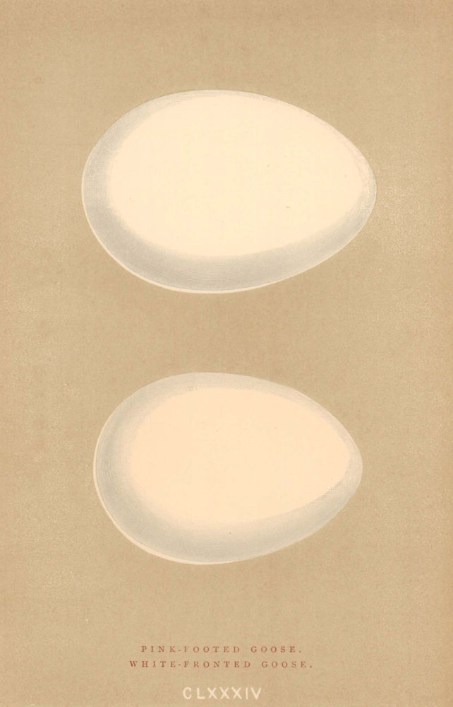 Associate Product BRITISH BIRD EGGS. Pink-footed Goose. White-fronted Goose. MORRIS 1896 print