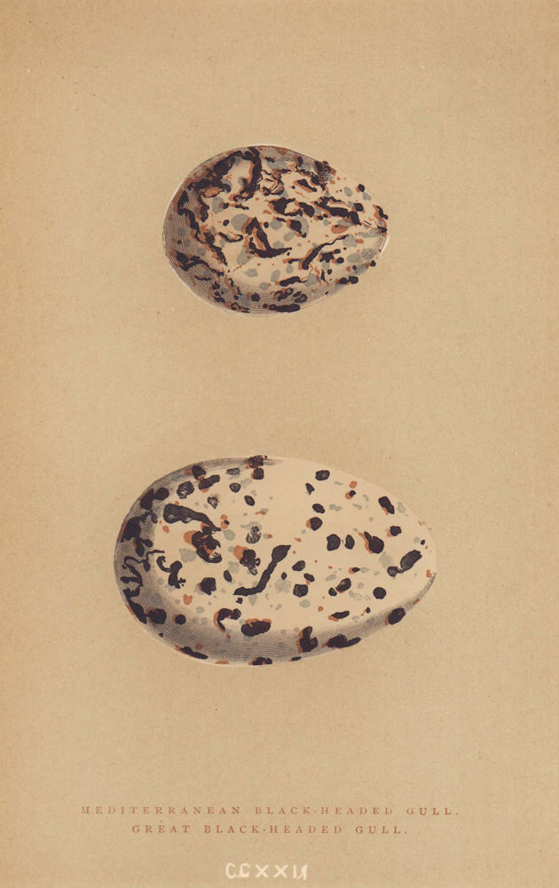 BRITISH BIRD EGGS. Mediterranean & Great Black-headed Gull. MORRIS 1896 print