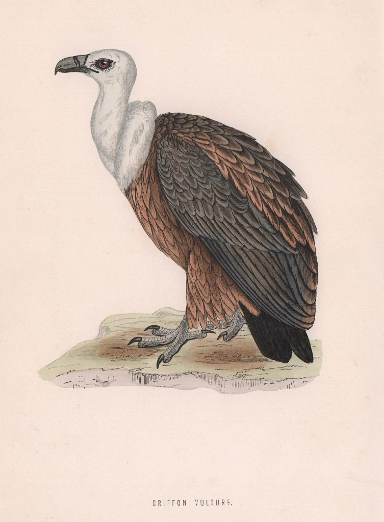 Griffon Vulture. Morris's British Birds. Antique colour print 1870 old