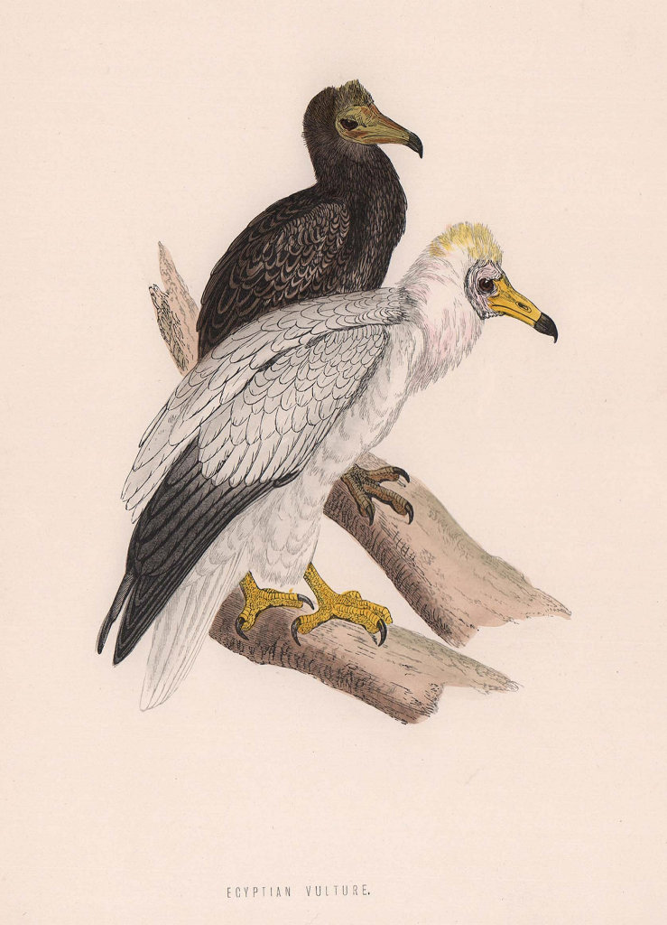 Egyptian Vulture. Morris's British Birds. Antique colour print 1870 old
