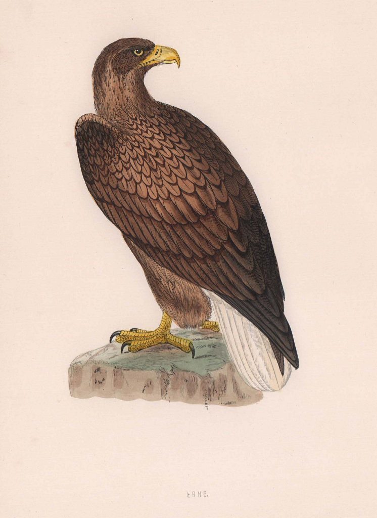 Erne. Morris's British Birds. Antique colour print 1870 old