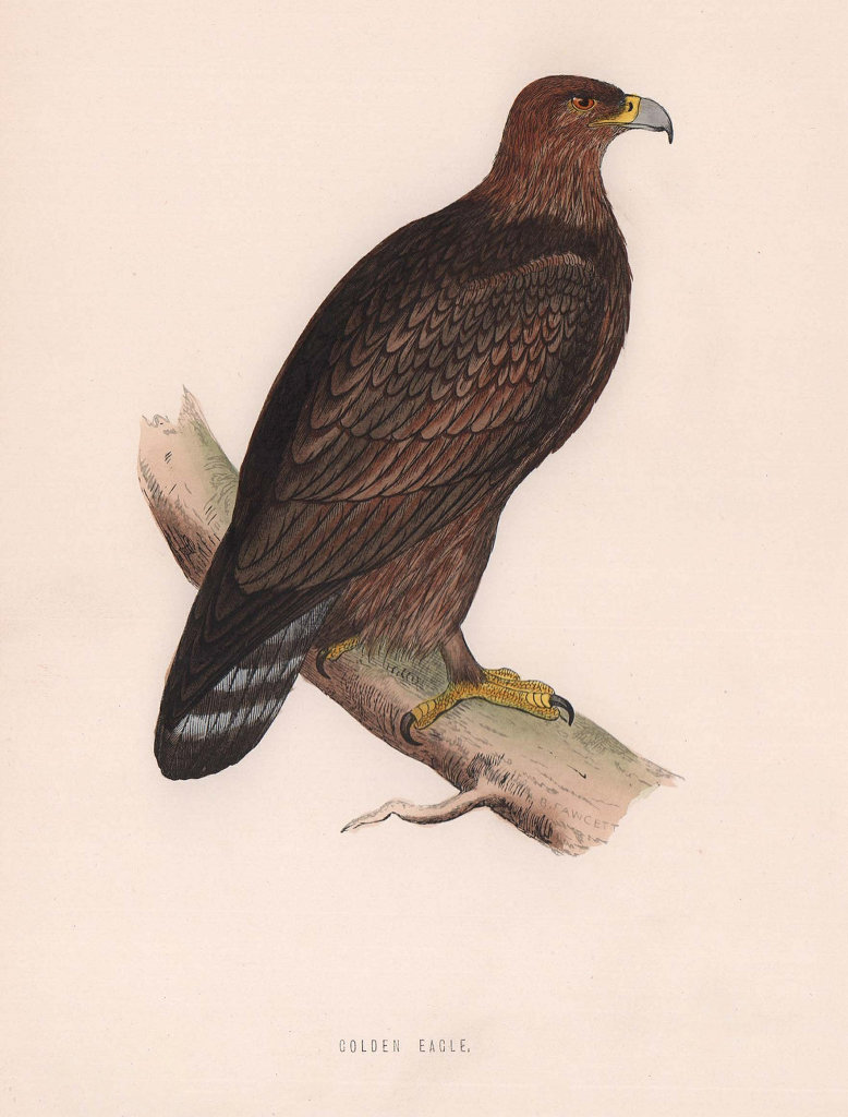 Golden Eagle. Morris's British Birds. Antique colour print 1870