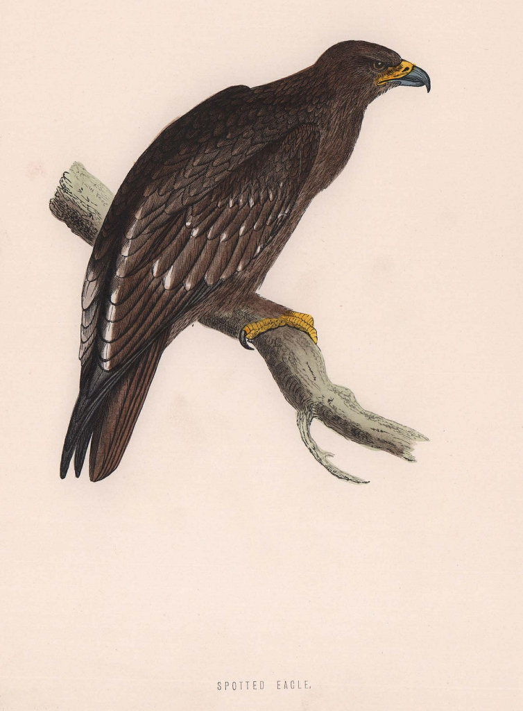 Spotted Eagle. Morris's British Birds. Antique colour print 1870 old