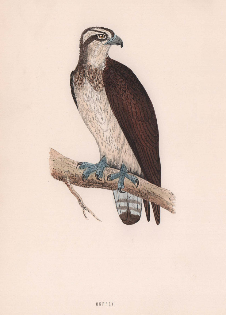 Associate Product Osprey. Morris's British Birds. Antique colour print 1870 old