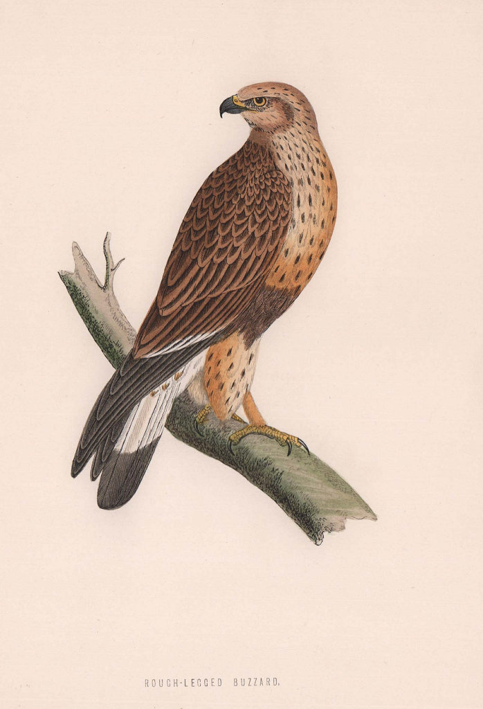 Rough-legged Buzzard. Morris's British Birds. Antique colour print 1870