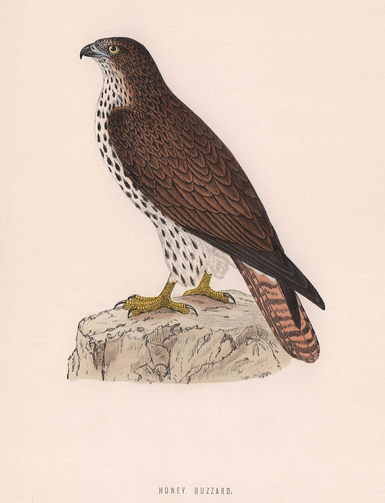 Honey Buzzard. Morris's British Birds. Antique colour print 1870 old