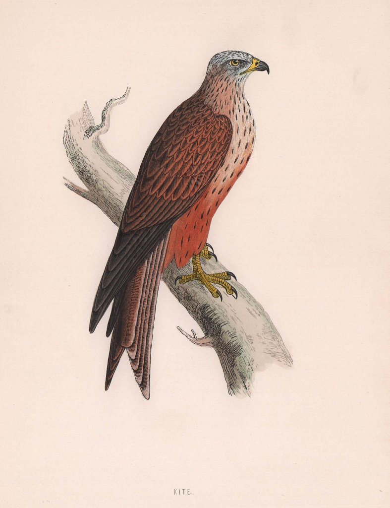 Kite. Morris's British Birds. Antique colour print 1870 old