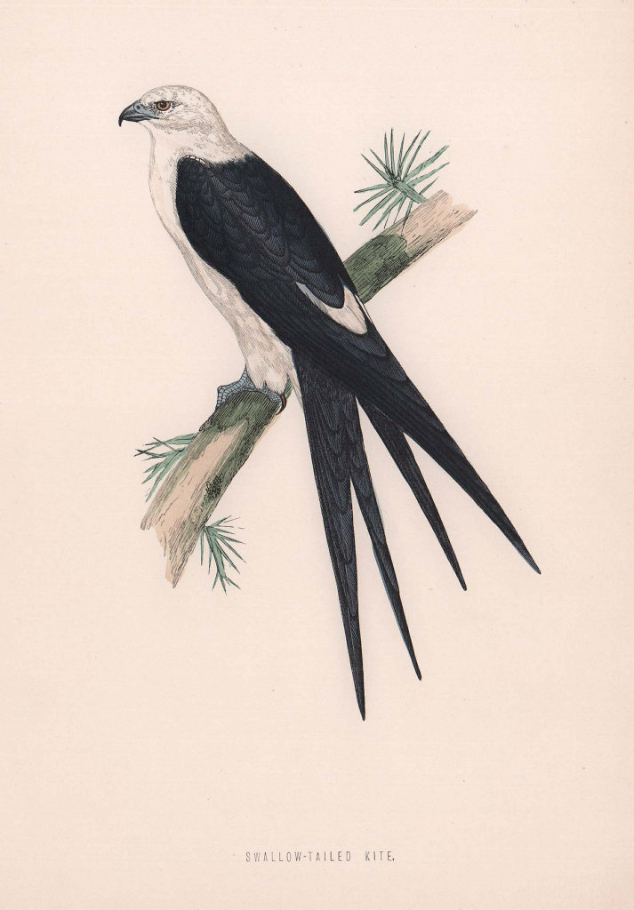 Associate Product Swallow-tailed Kite. Morris's British Birds. Antique colour print 1870