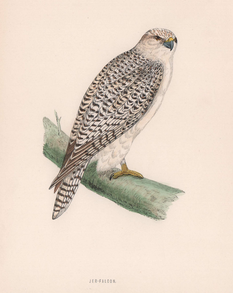 Jer-Falcon. Morris's British Birds. Antique colour print 1870 old