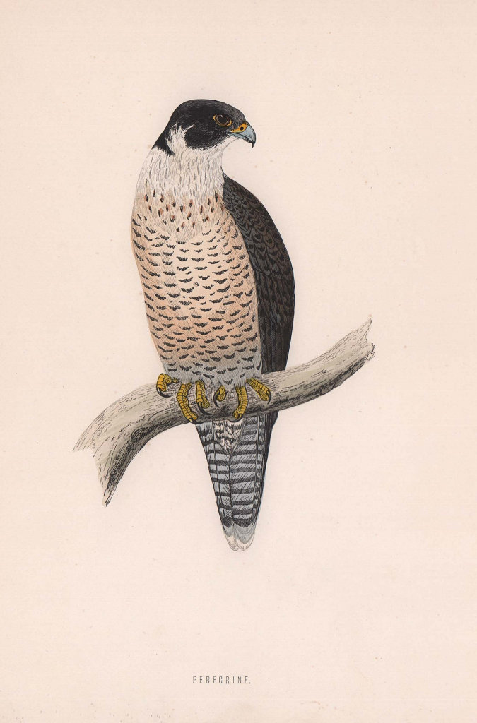 Peregrine-Falcon. Morris's British Birds. Antique colour print 1870 old