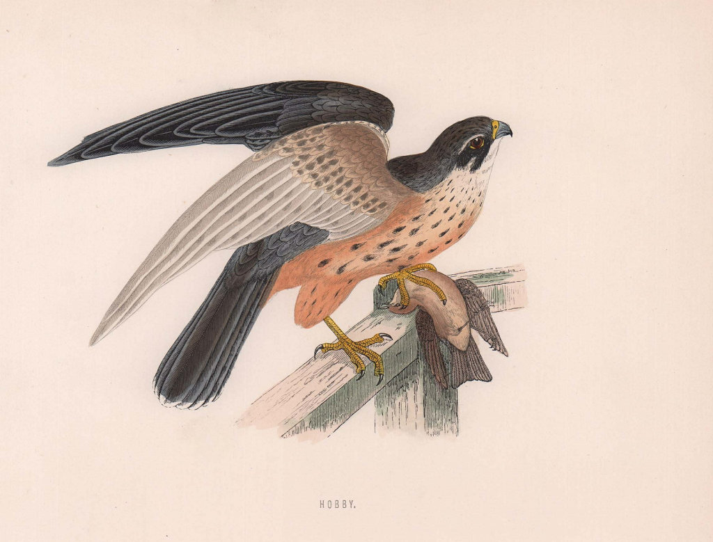 Hobby. Morris's British Birds. Antique colour print 1870 old