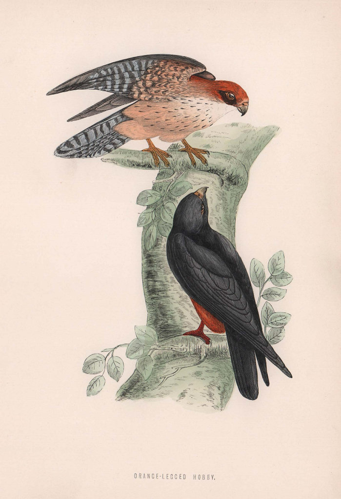 Orange-Legged Hobby. Morris's British Birds. Antique colour print 1870
