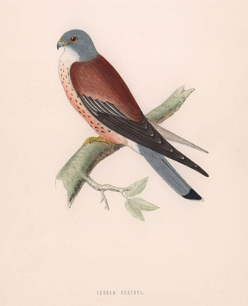 Lesser Kestrel. Morris's British Birds. Antique colour print 1870 old