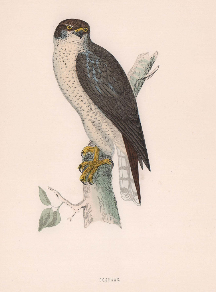 Goshawk. Morris's British Birds. Antique colour print 1870 old