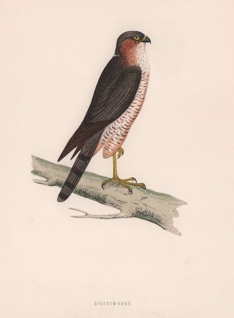 Associate Product Sparrow-Hawk. Morris's British Birds. Antique colour print 1870 old