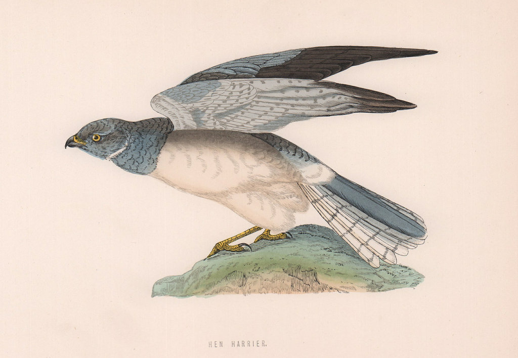 Hen Harrier. Morris's British Birds. Antique colour print 1870 old