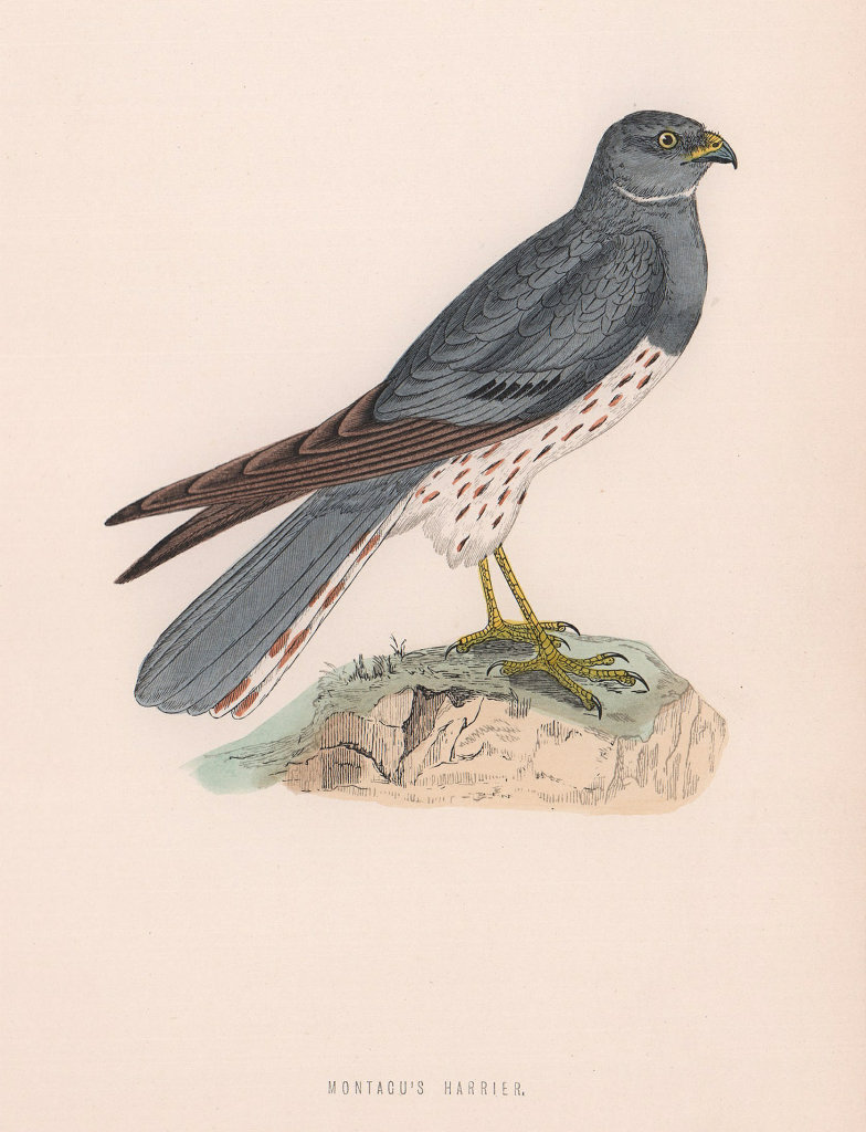 Associate Product Montagu's Harrier. Morris's British Birds. Antique colour print 1870 old