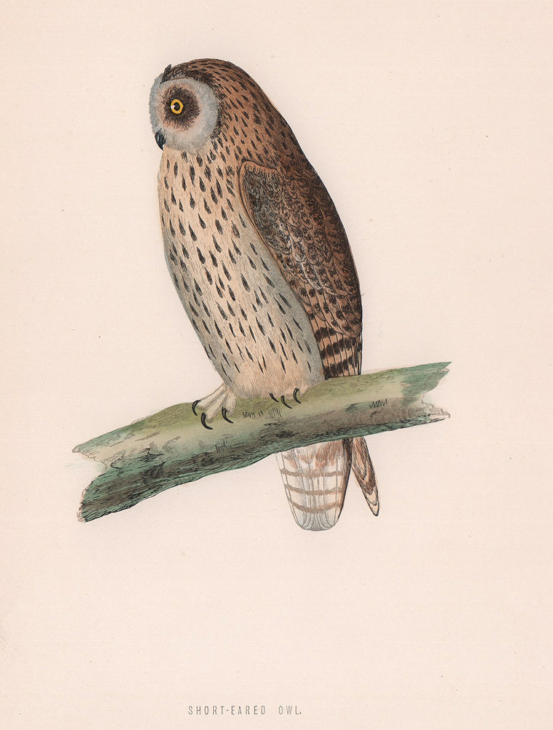 Associate Product Short-eared Owl. Morris's British Birds. Antique colour print 1870 old