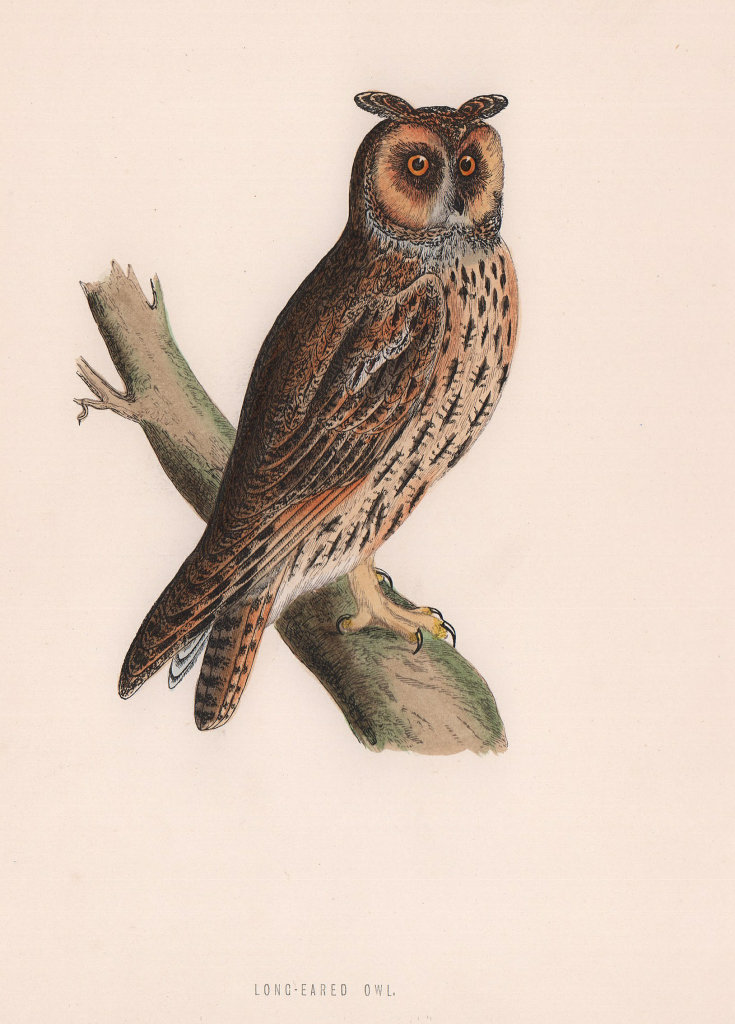 Long-eared Owl. Morris's British Birds. Antique colour print 1870 old
