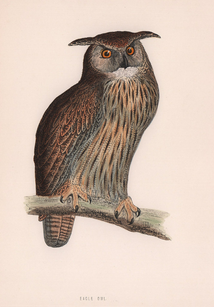 Eagle Owl. Morris's British Birds. Antique colour print 1870 old