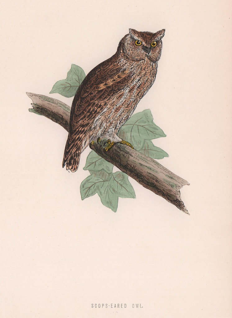 Associate Product Scops-eared Owl. Morris's British Birds. Antique colour print 1870 old