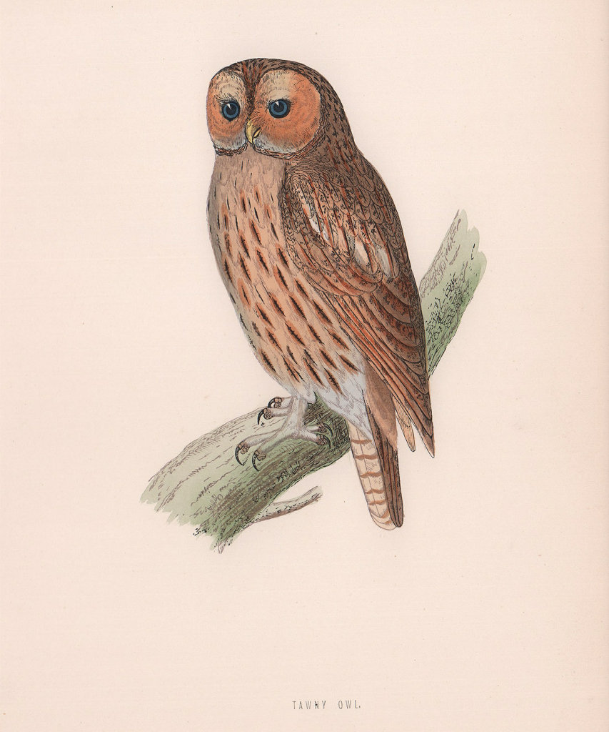 Tawny Owl. Morris's British Birds. Antique colour print 1870 old