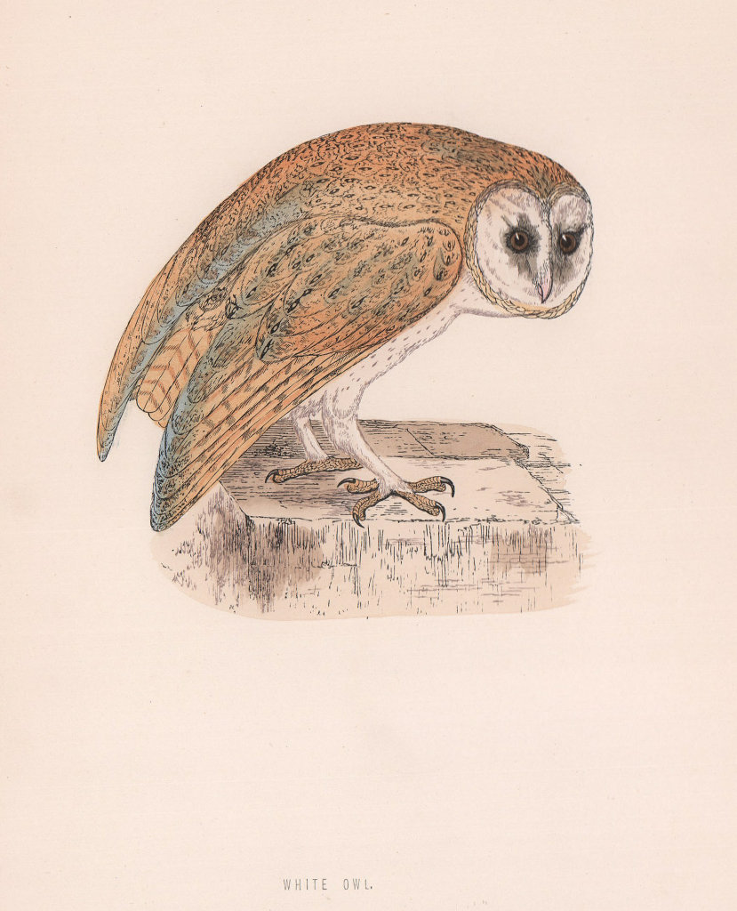 White Owl. Morris's British Birds. Antique colour print 1870 old