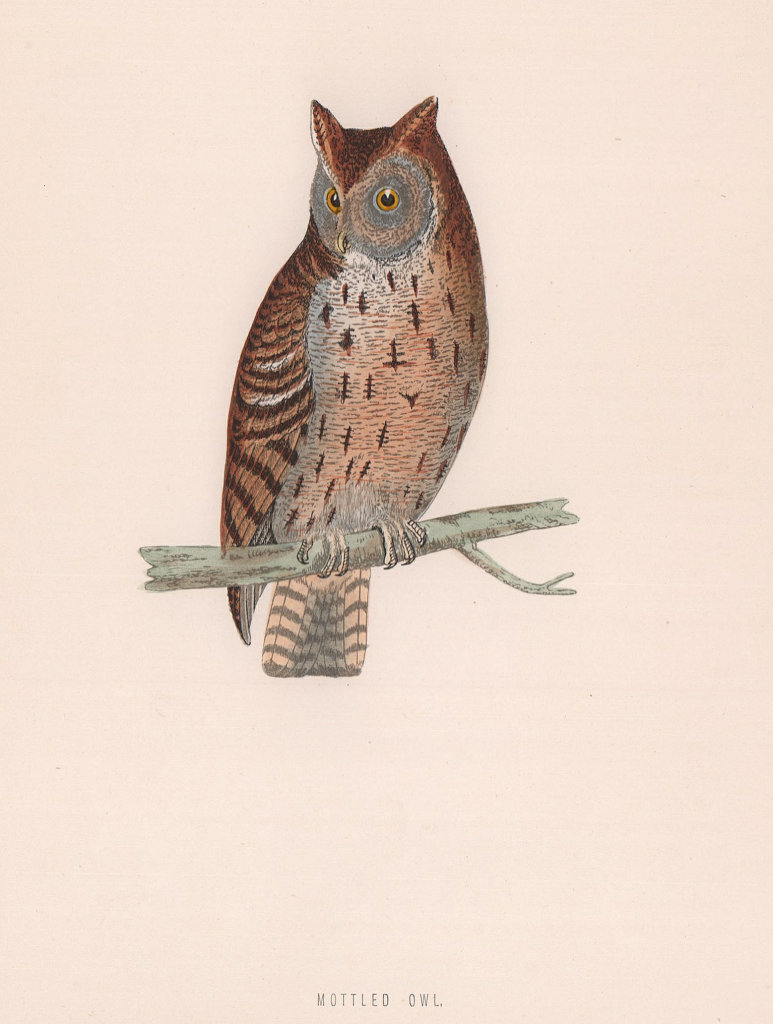 Mottled Owl. Morris's British Birds. Antique colour print 1870 old