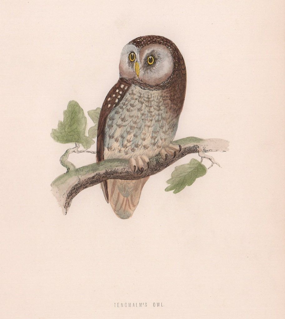 Tengmalm's Owl. Morris's British Birds. Antique colour print 1870 old