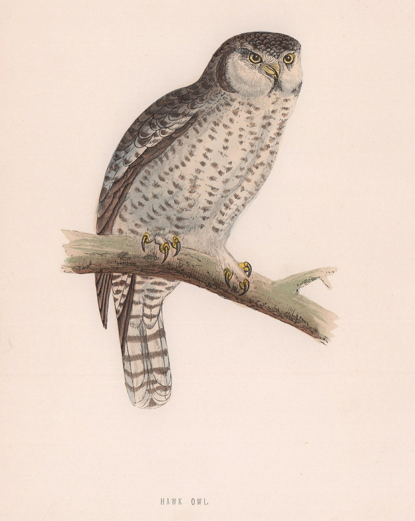 Associate Product Hawk Owl. Morris's British Birds. Antique colour print 1870 old