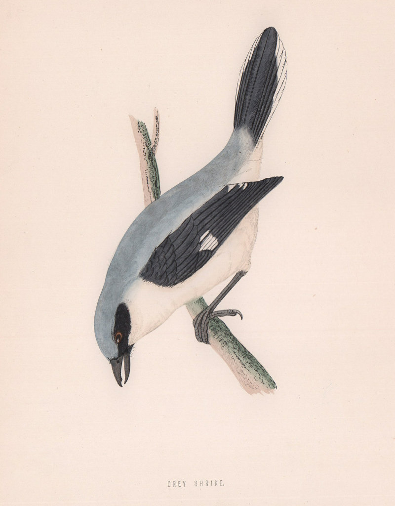 Grey Shrike. Morris's British Birds. Antique colour print 1870 old