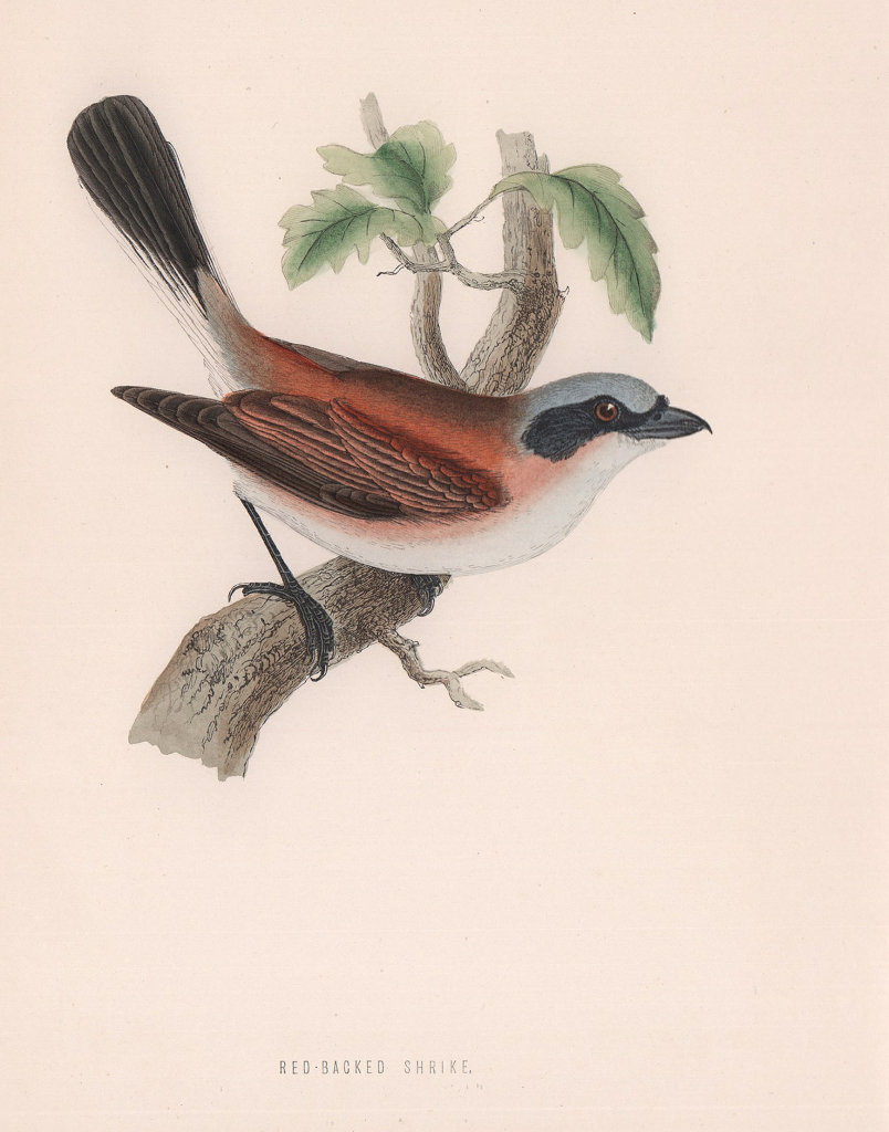 Associate Product Red-Backed Shrike. Morris's British Birds. Antique colour print 1870 old