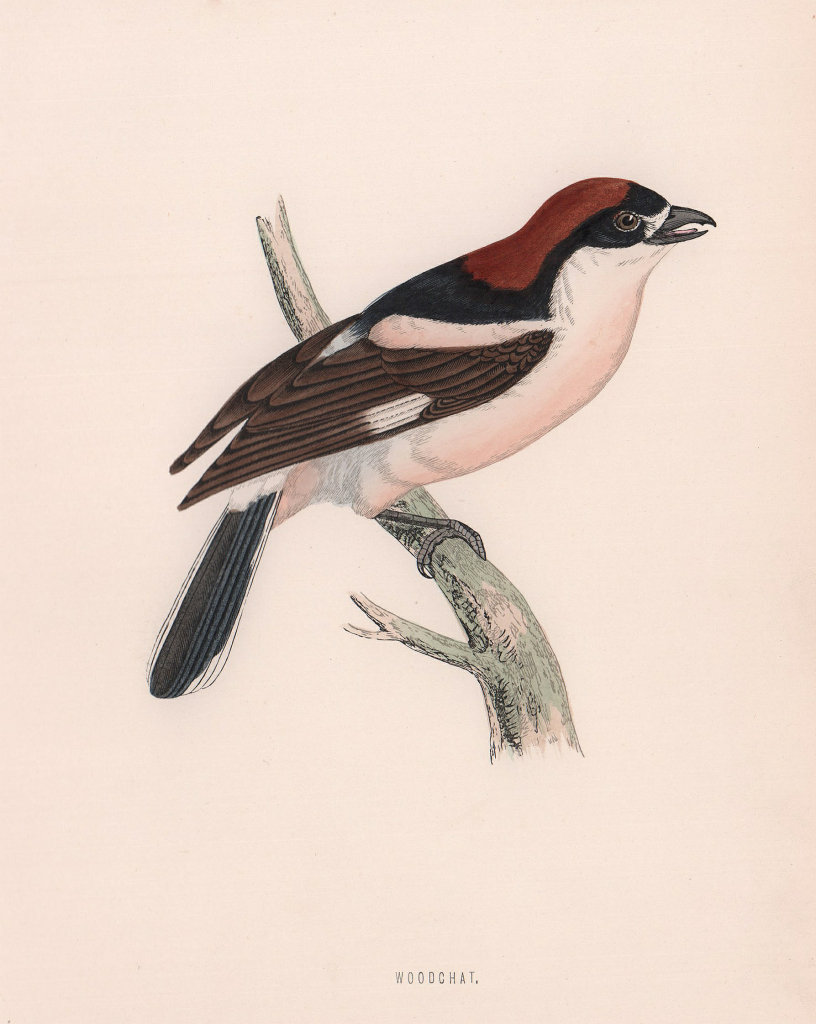 Woodchat. Morris's British Birds. Antique colour print 1870 old