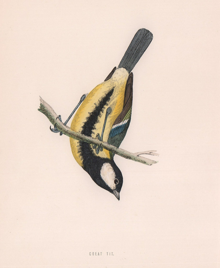 Great Tit. Morris's British Birds. Antique colour print 1870 old
