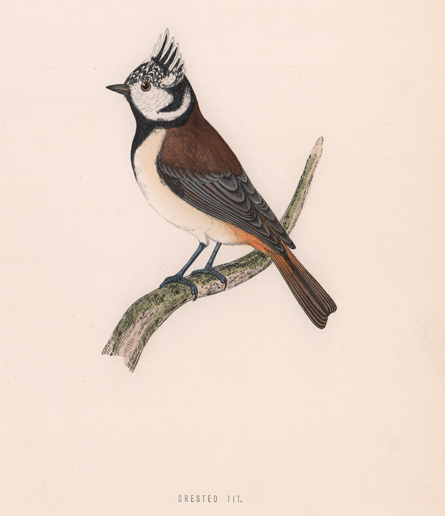 Crested Tit. Morris's British Birds. Antique colour print 1870 old