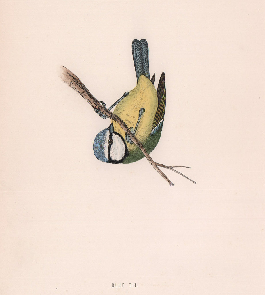 Blue Tit. Morris's British Birds. Antique colour print 1870 old