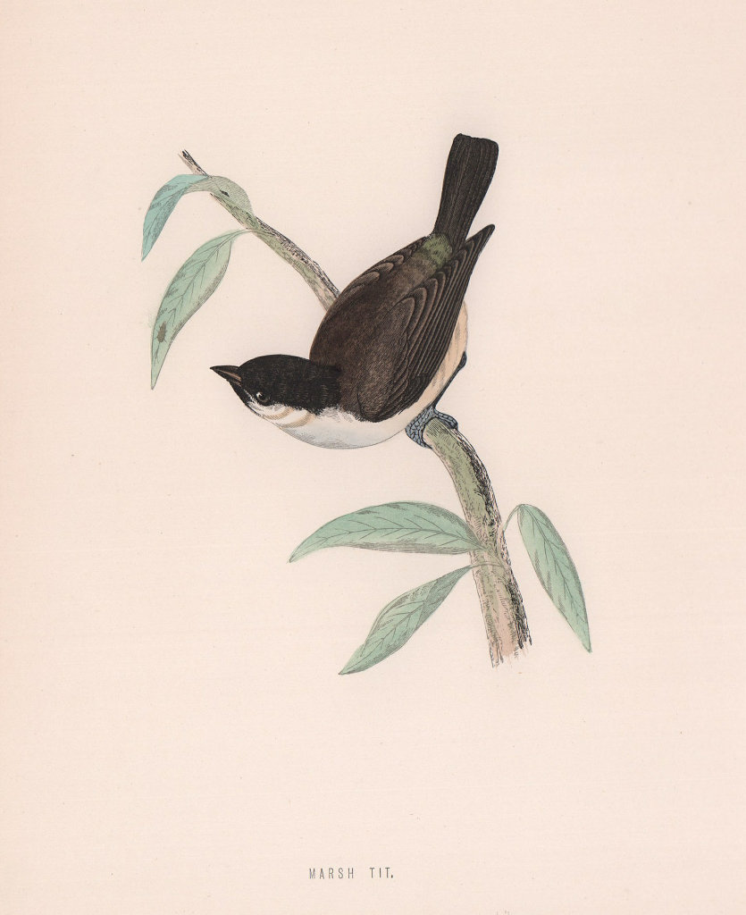 Marsh Tit. Morris's British Birds. Antique colour print 1870 old