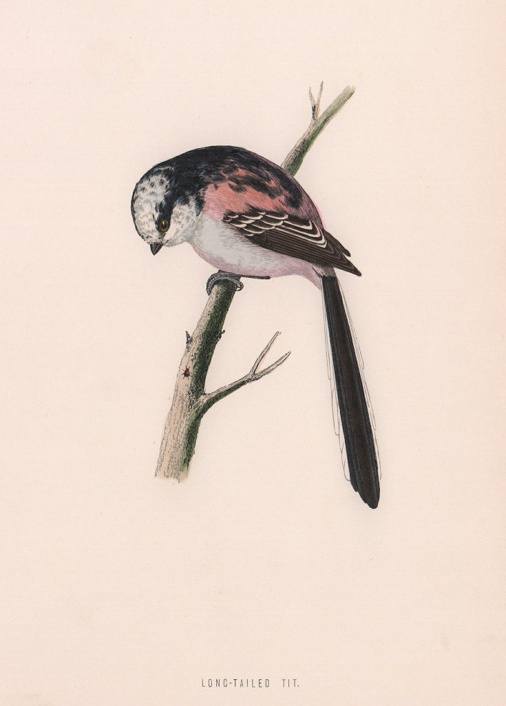 Long-tailed Tit. Morris's British Birds. Antique colour print 1870 old