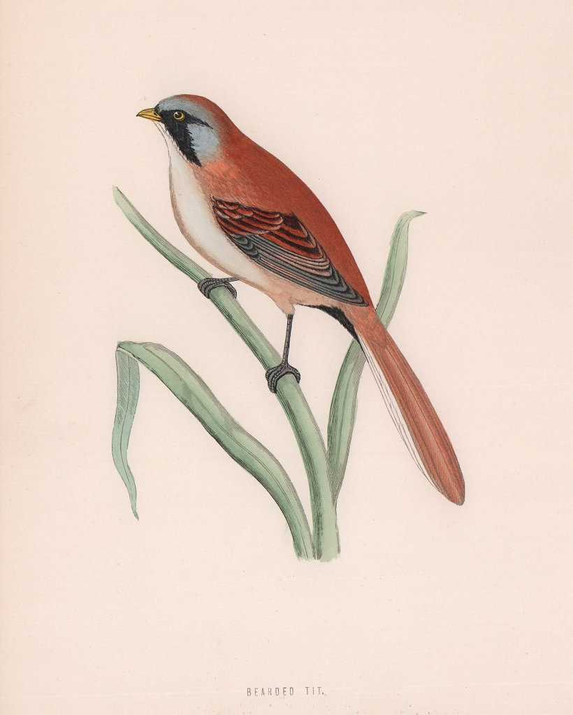Associate Product Bearded Tit. Morris's British Birds. Antique colour print 1870 old