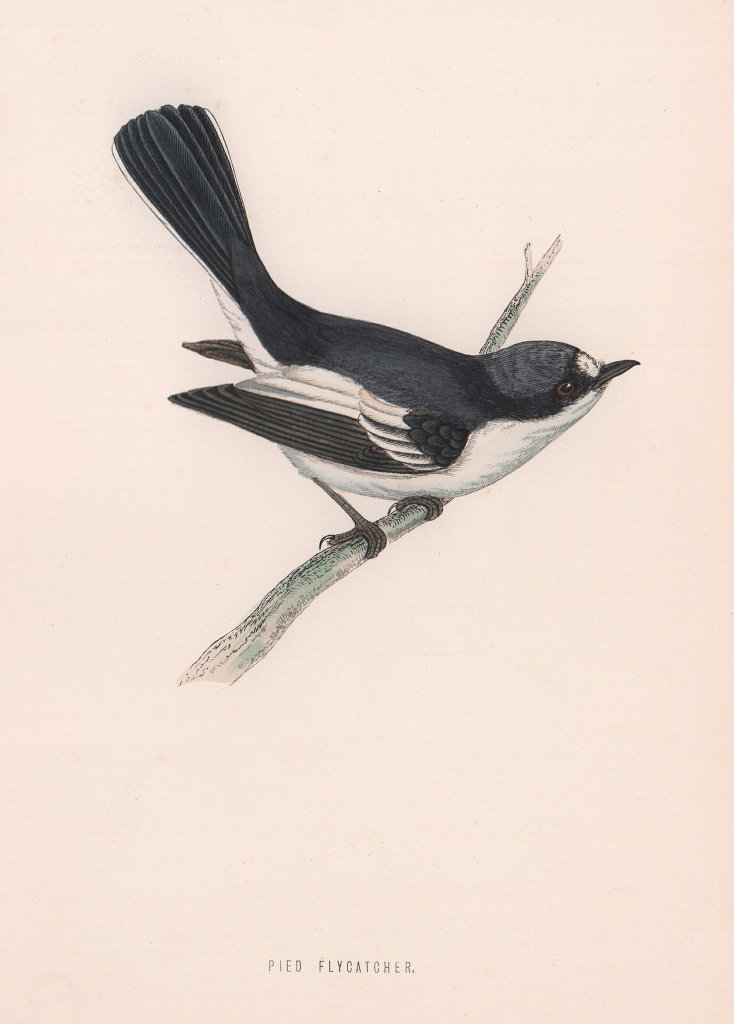 Pied Flycatcher. Morris's British Birds. Antique colour print 1870 old
