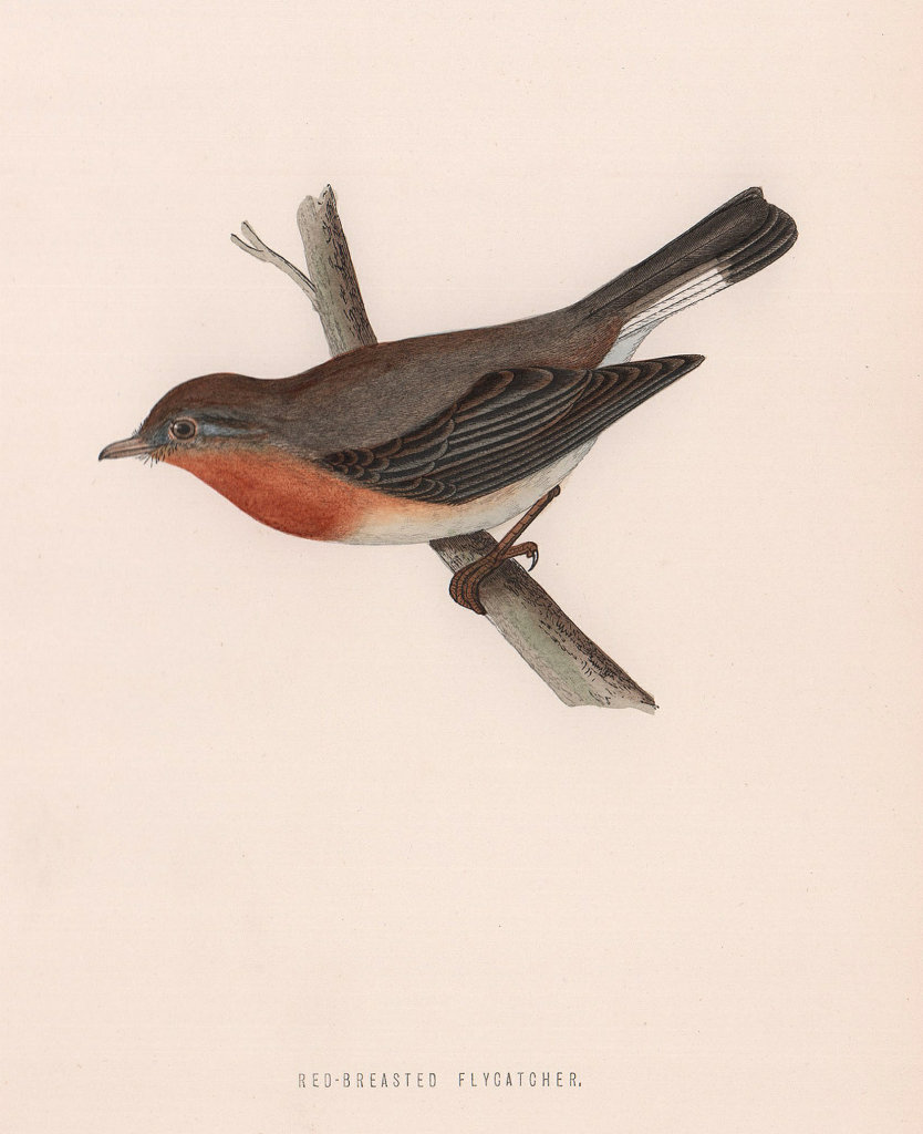 Red-breasted Flycatcher. Morris's British Birds. Antique colour print 1870