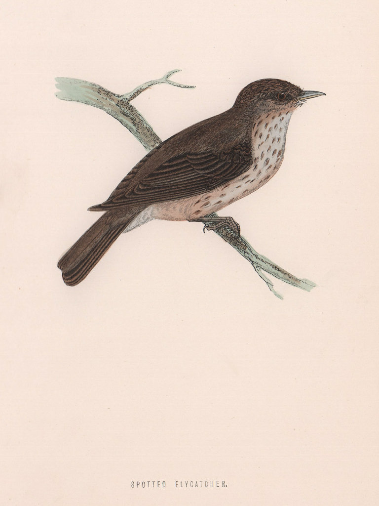 Spotted Flycatcher. Morris's British Birds. Antique colour print 1870