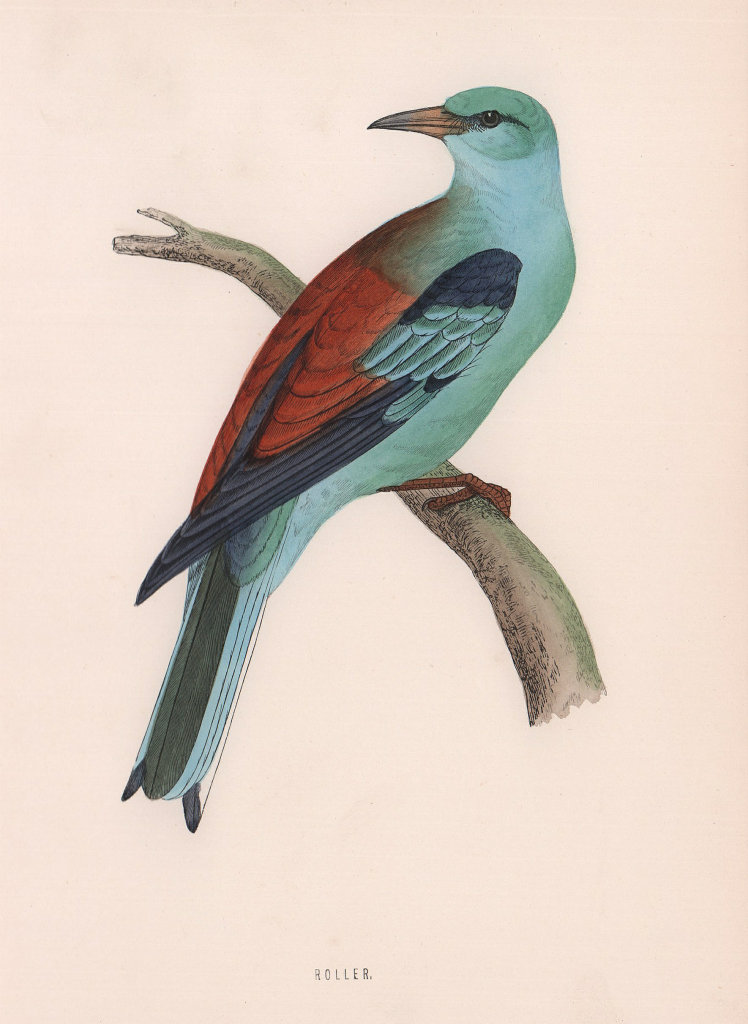 Roller. Morris's British Birds. Antique colour print 1870 old