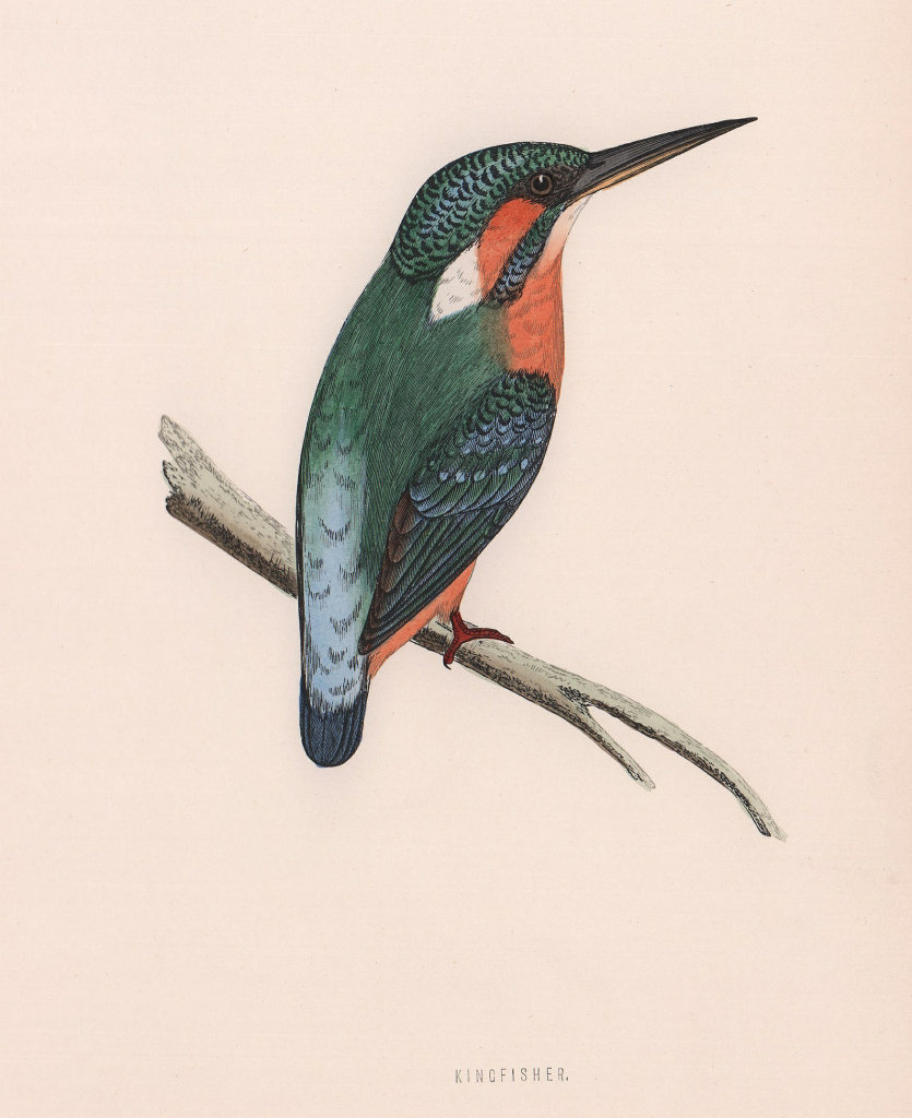 Kingfisher. Morris's British Birds. Antique colour print 1870 old